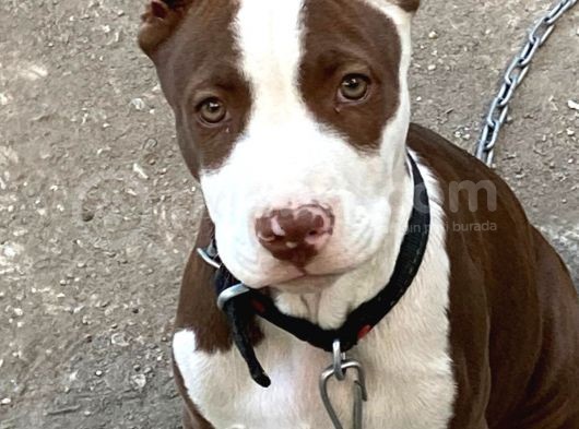 Pitbull Rednose görsel