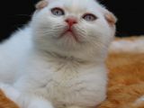 Süper Kalite Scottish Fold Yavrular Geldi