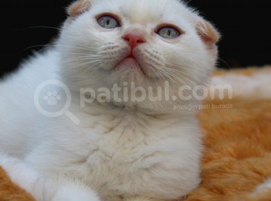 Süper Kalite Scottish Fold Yavrular Geldi görsel
