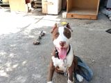 Pitbull Rednose