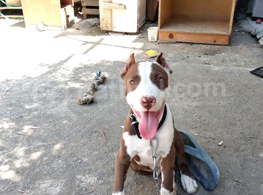 Pitbull Rednose görsel