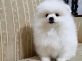 Pomerian