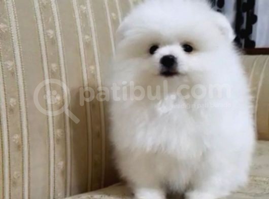 Pomerian görsel