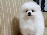 Pomerian