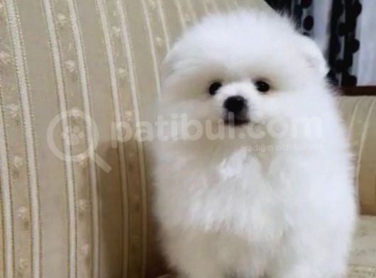 Pomerian görsel