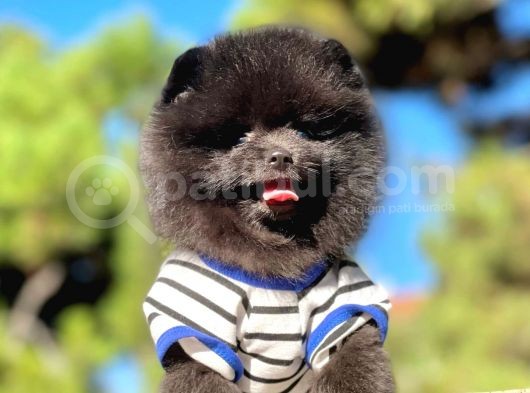 Pomerian Black görsel
