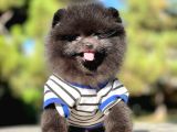 Pomerian Black