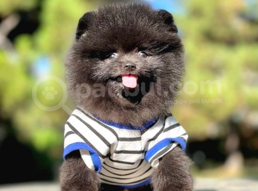 Pomerian Black görsel