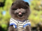 Pomerian Black