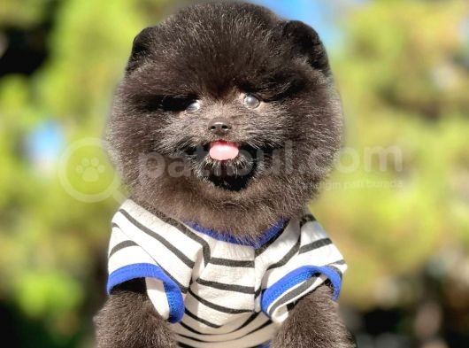 Pomerian Black görsel