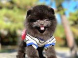 Pomerian Black
