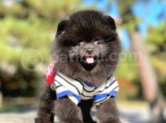 Pomerian Black görsel