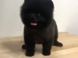 Pomerian black