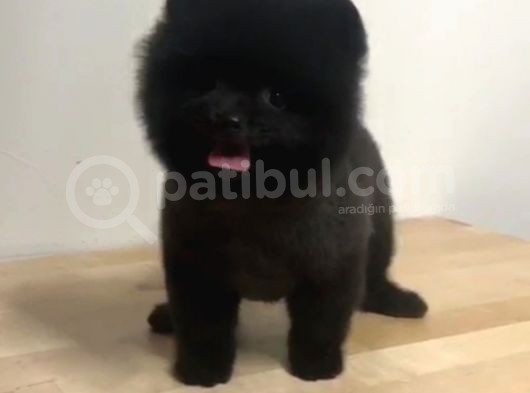 Pomerian Black