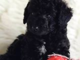 Sevimli afacan black toy poodle 