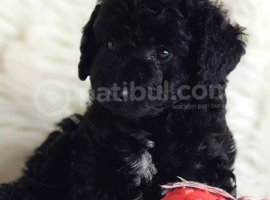 Sevimli Afacan Black Toy Poodle 