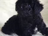 Sevimli Afacan Black Toy Poodle 