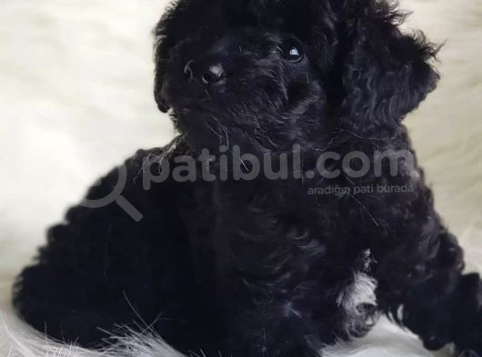 Sevimli Afacan Black Toy Poodle  görsel