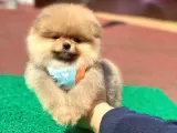 Pomerian