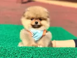 Pomerian