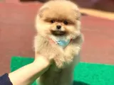 Pomerian