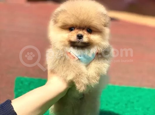 Pomerian