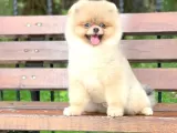 Pomerian