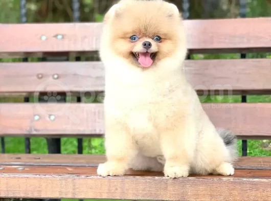 Pomerian görsel