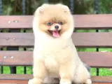 Pomerian
