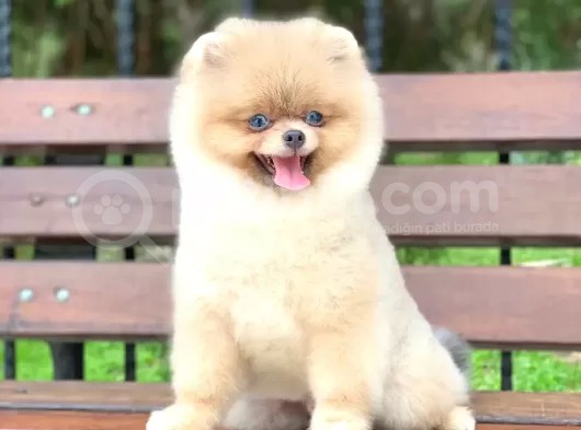 Pomerian