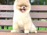 Pomerian