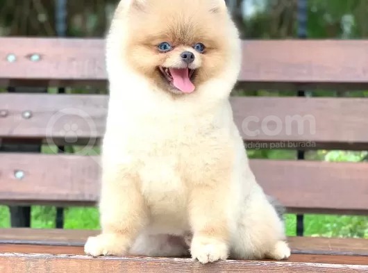 Pomerian görsel