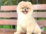 Pomerian