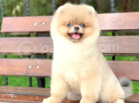 Pomerian görsel