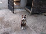 Pitbull Rednose