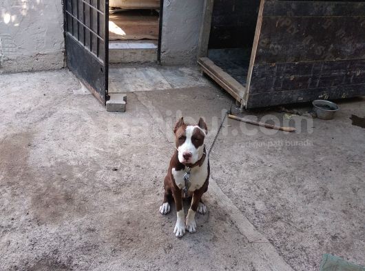 Pitbull Rednose