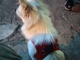 Japon Spitz
