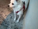 Japon Spitz