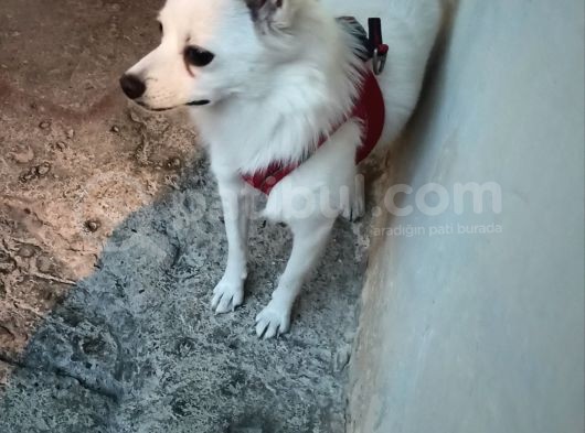 Japon Spitz görsel