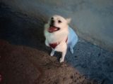 Japon Spitz