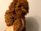 Toy Poodle 