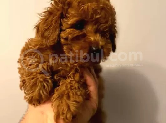 Toy Poodle 
