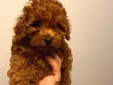 Toy Poodle 