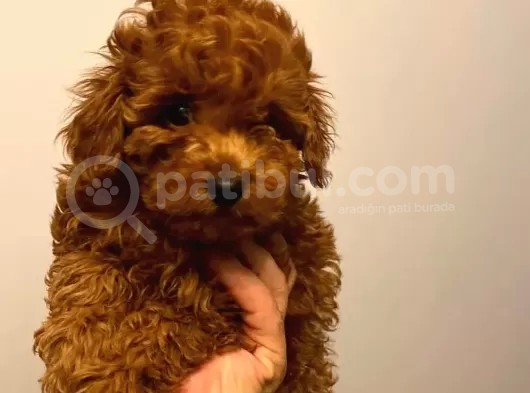 Toy Poodle  görsel