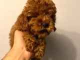 Toy Poodle 