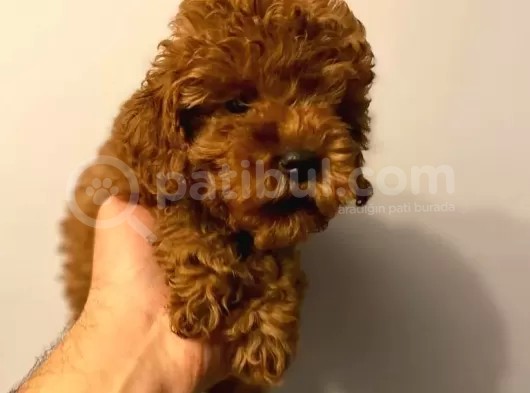 Toy Poodle  görsel