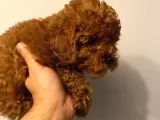 Toy Poodle 
