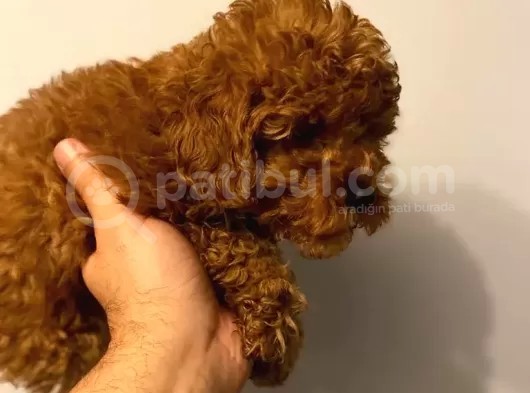 Toy Poodle  görsel