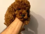 Toy Poodle 