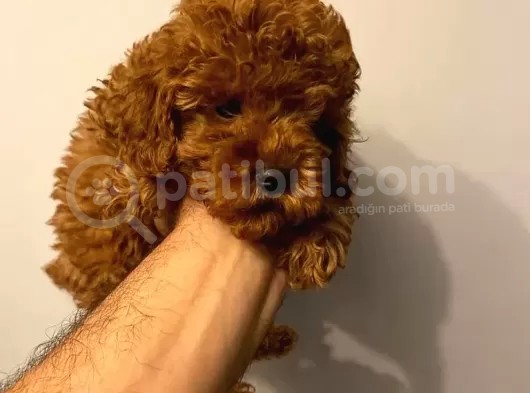 Toy Poodle  görsel